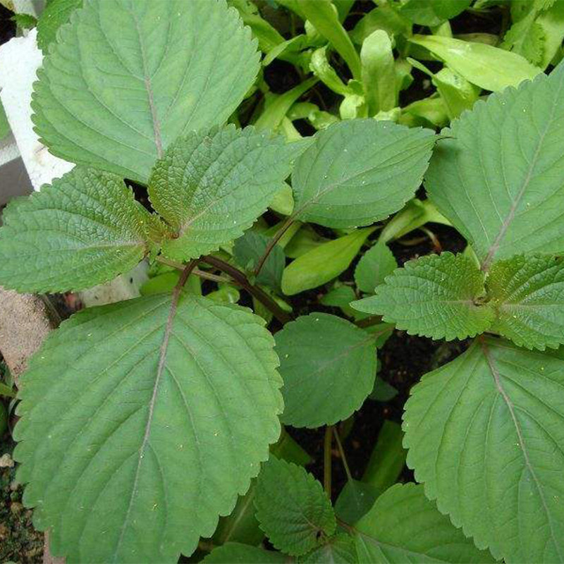 东北紫苏叶3斤新鲜食用烤肉1500g盆栽饭店紫苏叶菜类