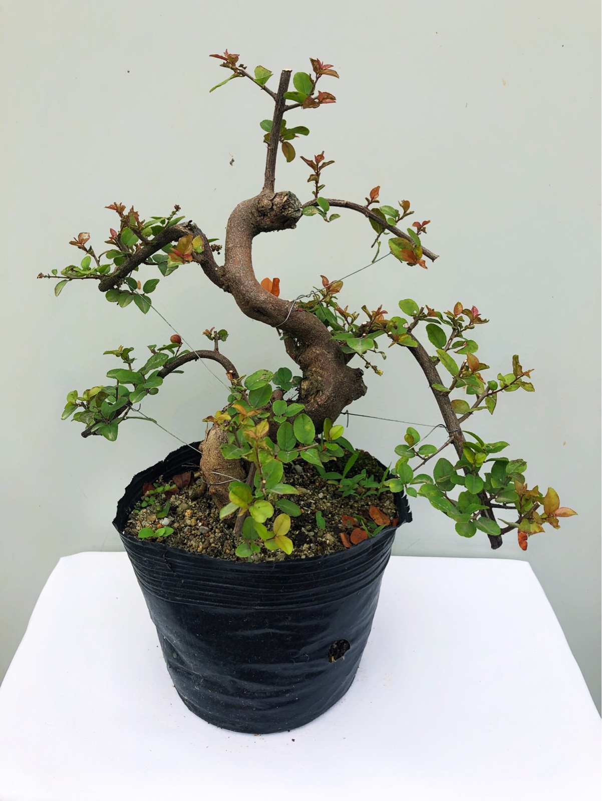 绿植红芽雀梅挂果盆景净化空气室内办公室随机发货绿植