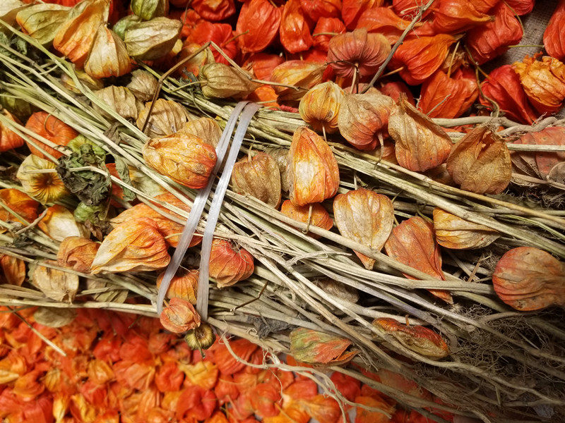 灯笼东北长白山野生姑娘酸浆娘儿全草挂金500克其他药食同源食品