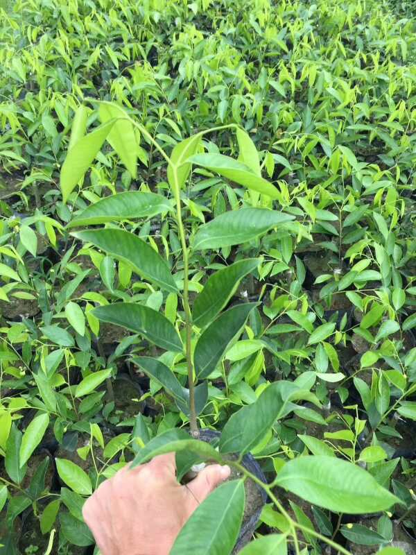 种植奇楠沉香绿奇楠糖树苗大树树结香结油手串手串