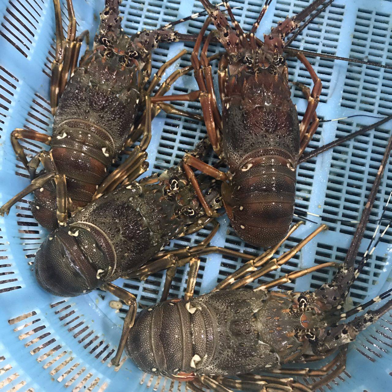 野生龙虾鲜活青龙一只一斤左右重活活虾