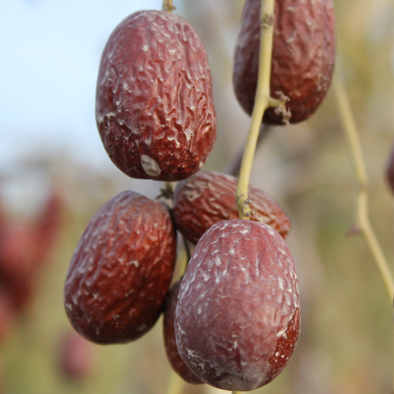 送一新疆一级若羌灰枣红枣带土原生态未清清洗枣类制品