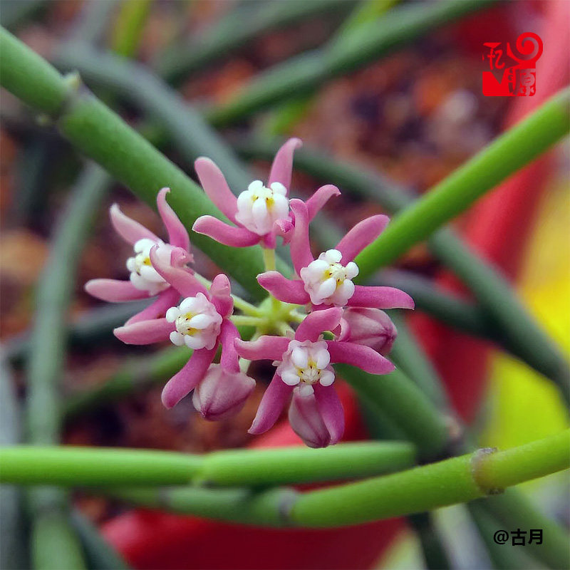 忆源园艺粉花仙女棒肉珊瑚萝藦多肉植物sarcostemma vanlessenii