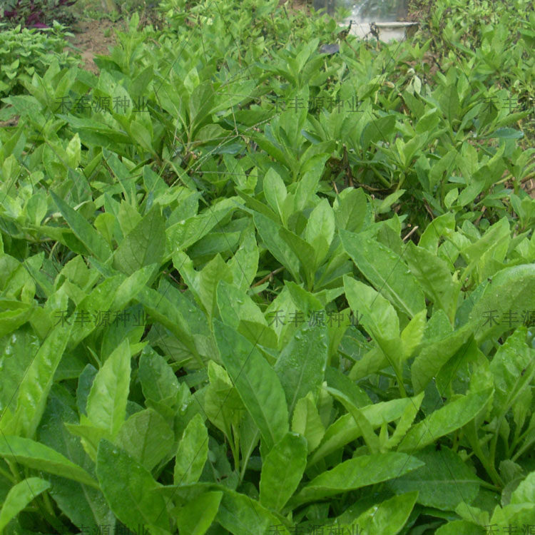 明月白背绿植窗台食用长期鸡毛草苗金鸡毛泰国家庭园艺种子