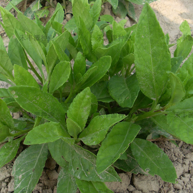 明月白背绿植窗台食用长期鸡毛草苗金鸡毛泰国家庭园艺种子