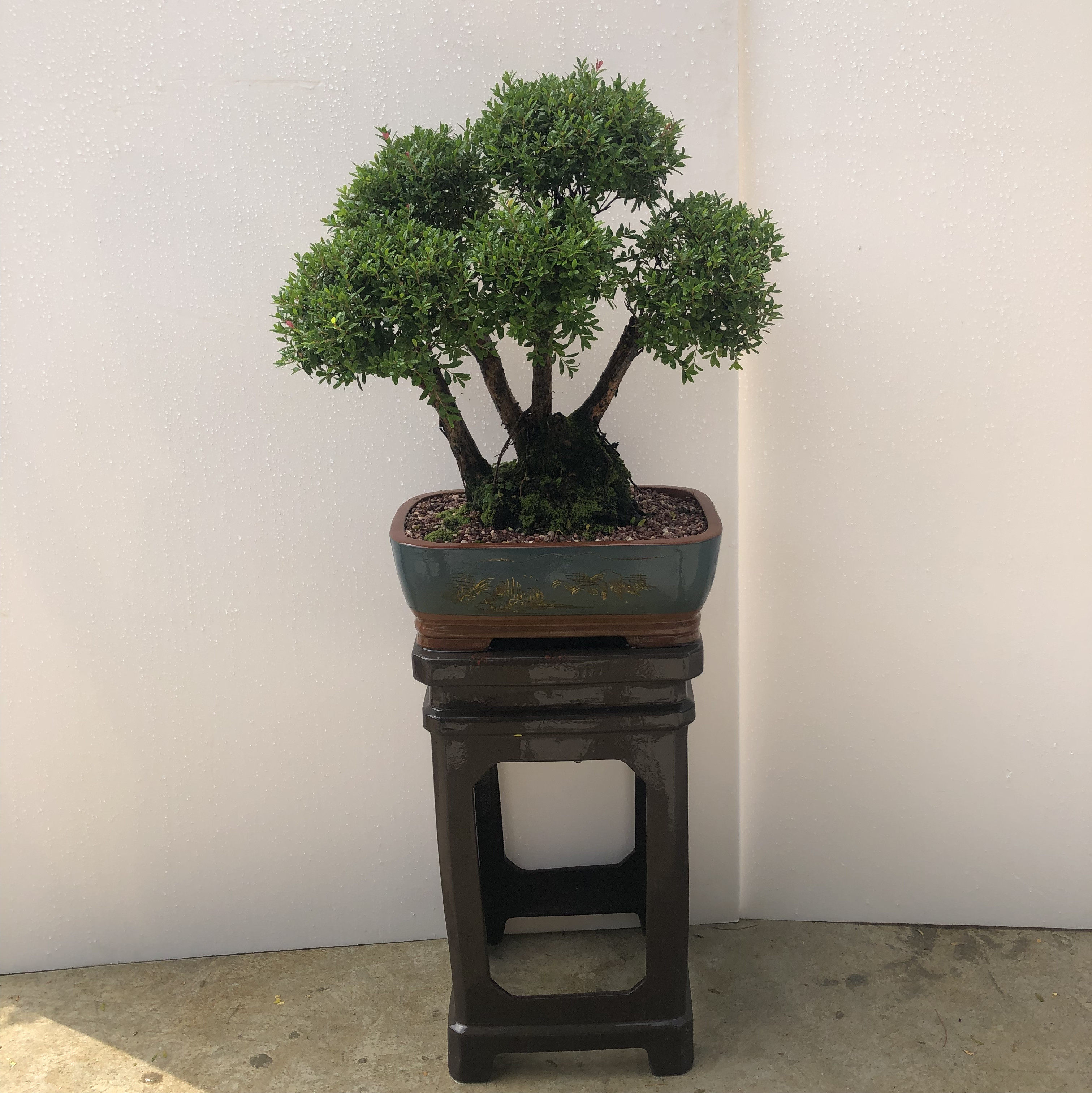 卓美园林名贵老桩红杨盆景室内植物树桩盆栽大型绿植