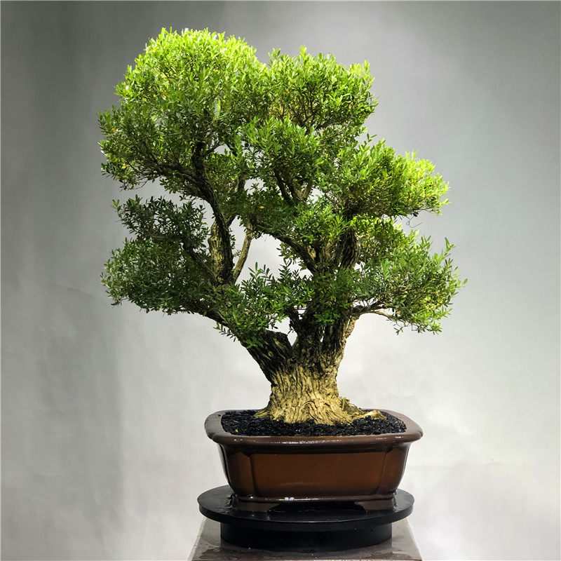 皱皮雀舌黄杨树苗小叶名贵盆景高档造型庭院大型绿植