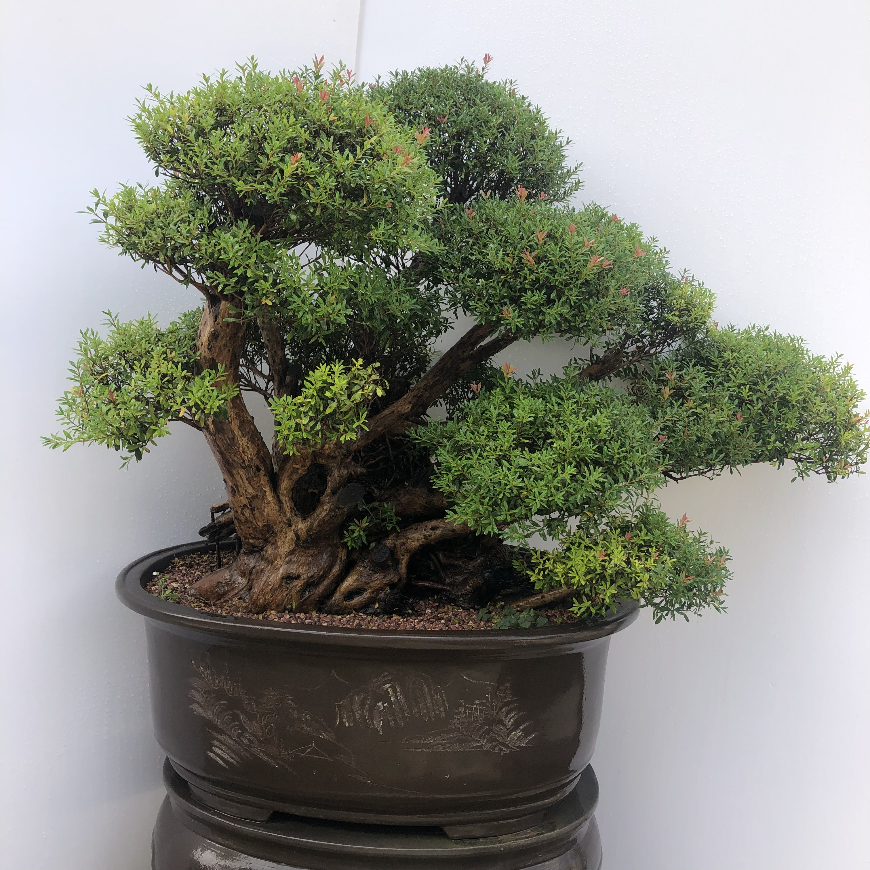 红杨盆景老桩绿植植物室内小盆盆栽大树造型大型绿植