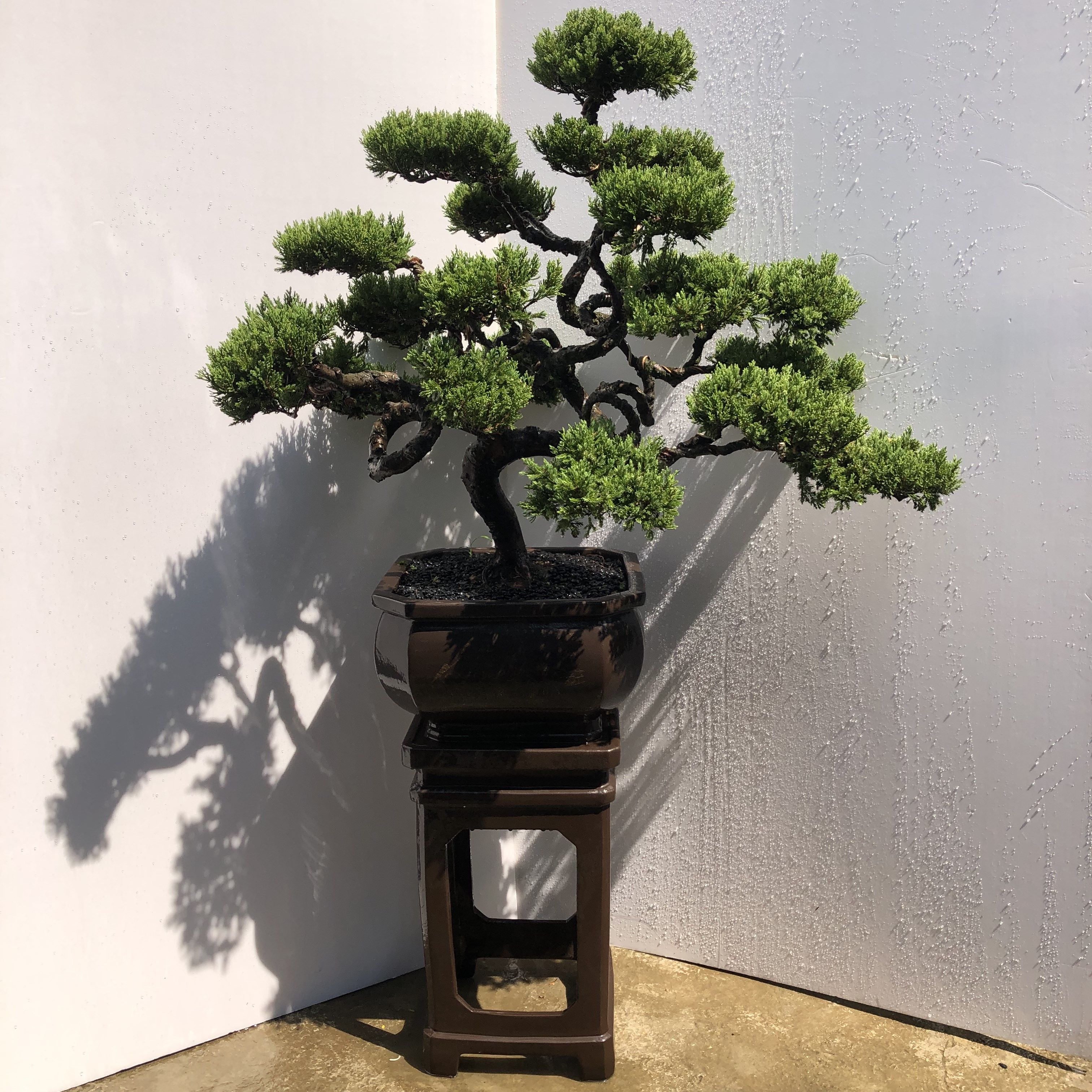 进口大型台湾真柏盆景地景四季常青南北适宜绿植