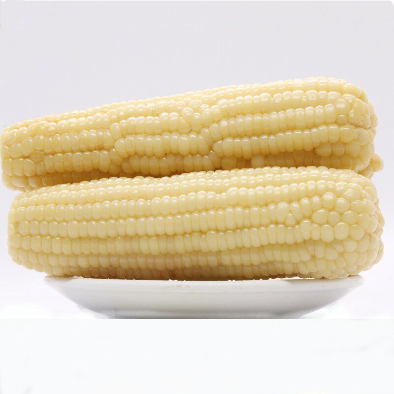 东北粘苞米棒10根甜糯新黄糯玉米真空非转基因白黏玉米农家花玉米