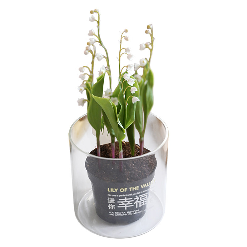 荷兰进口铃兰带芽易开花办公室芳香室内盆栽桌面绿植情人节礼物