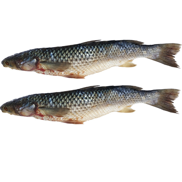 梭鱼22年新鲜小号2500g5斤渤海特产海开灵包邮鱼干