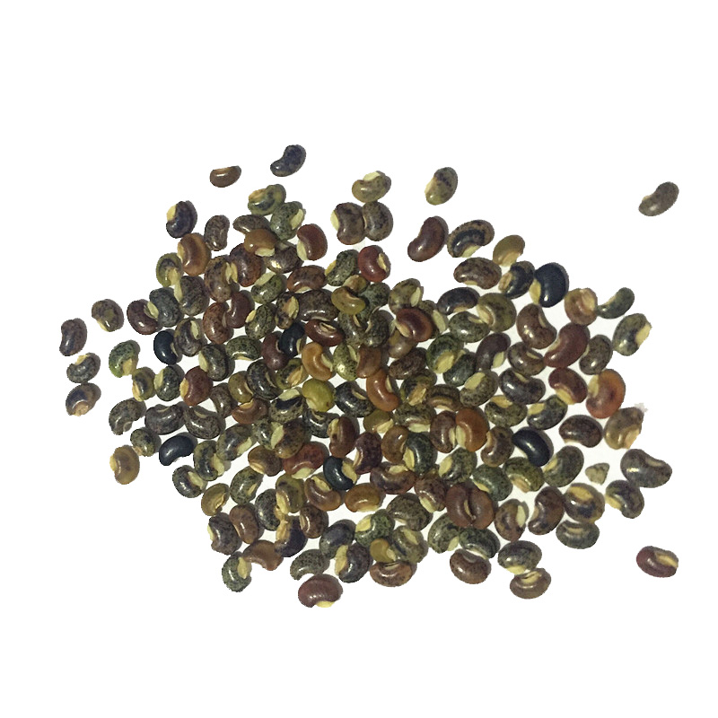 含羞草种子跳舞草套装四季阳台庭院室内盆栽花种子害羞感应草趣味