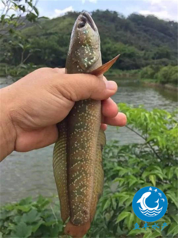 鱼苗活体包邮七星鱼苗山月鳢花星小型观赏鱼淡水鱼