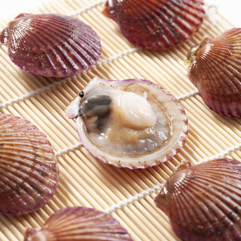 红贝扇贝小红鲜活海鲜水产贝类小扇北城烧烤扇贝