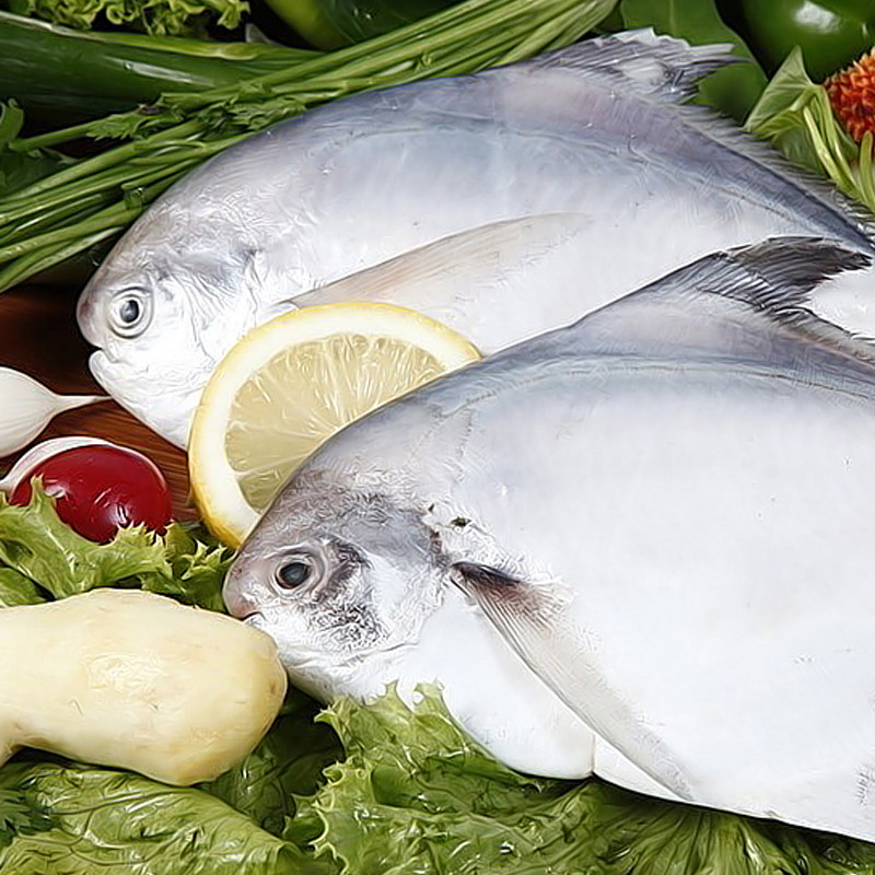 3斤包邮鲳鱼新鲜海鱼深海鱼类海鲜水产鲜活昌鱼新鲜冷冻平鱼500g