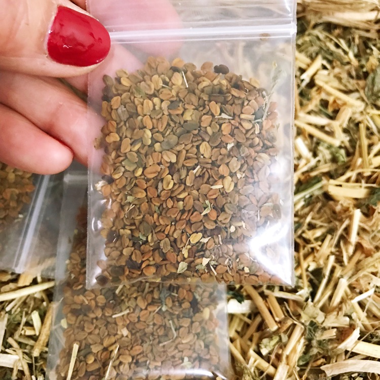 香草种子东北端午节香草种子香草籽香囊草种子东北端午节荷包种子