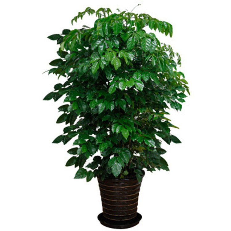 盆栽幸福树绿宝盆景室内客厅办公室大型绿色植物四季大型绿植