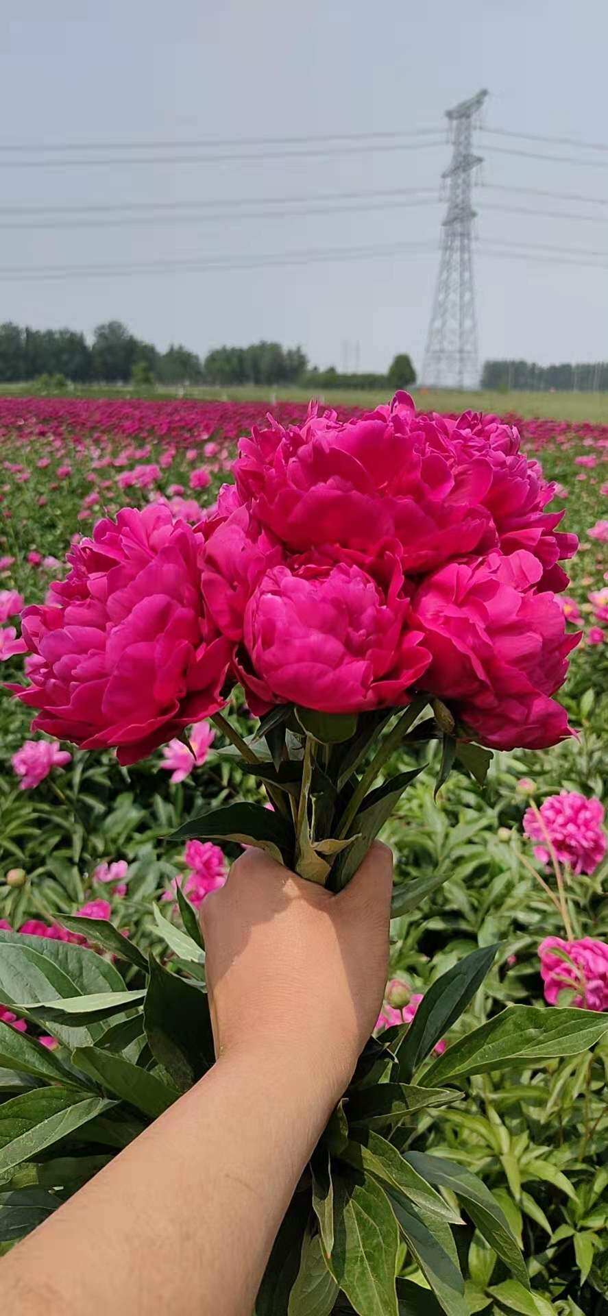 山东菏泽正品观赏芍药花苗多年生重瓣大花绿植时令草本花卉