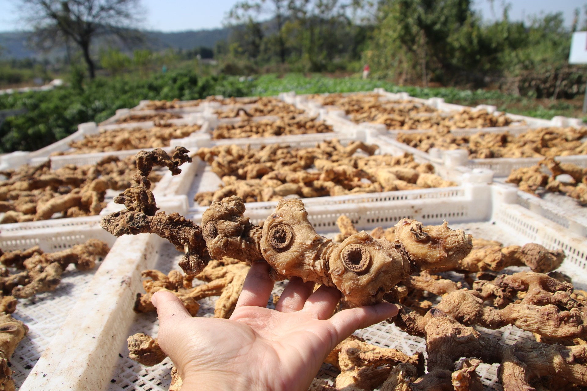 肥厚九华华山制黄精熟黄精九九晒六七七年10根黄精