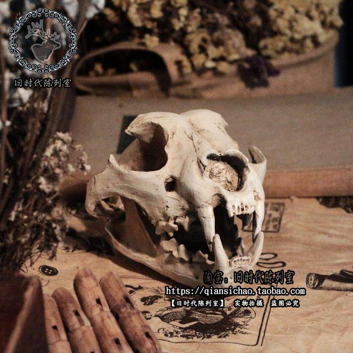 装饰复古做旧狗头头骨摆件模型万圣节橱窗酒吧摆件