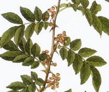 生和堂野生单面针,刺壳椒,土花椒,三百棒,消食助运,行气止痛