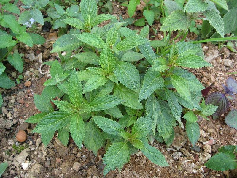 广东梅州野生溪黄草溪王草益肝养生中药材熊胆草干货500克包邮