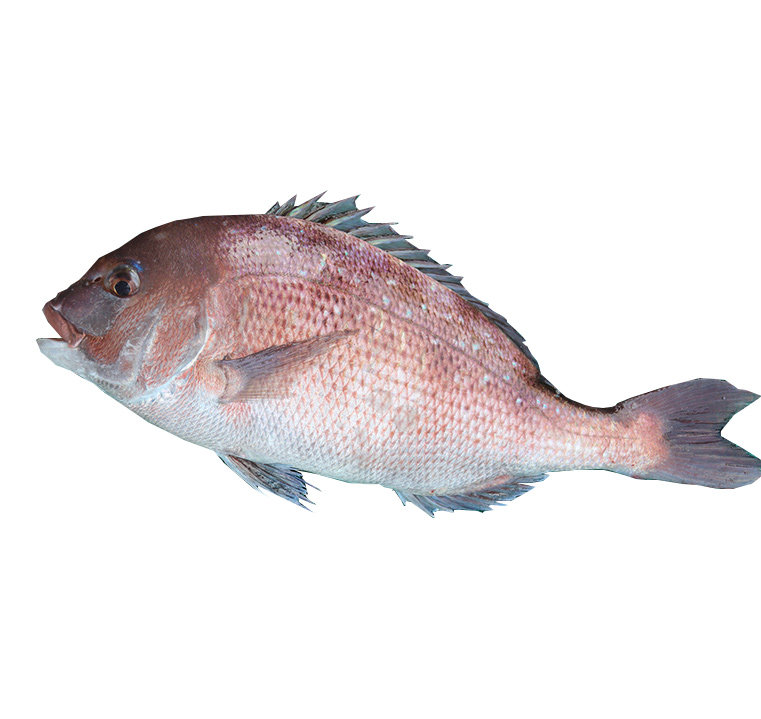 海鱼新鲜加吉鱼深鱼片活体冰鲜鲜活发货其它