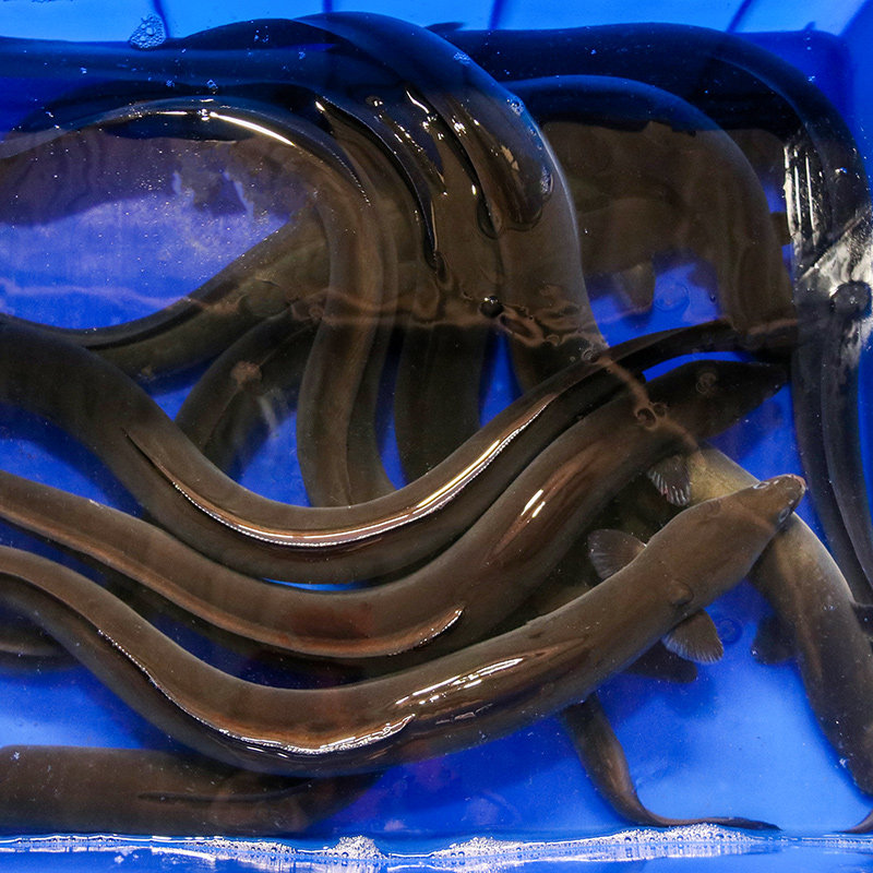 鳗鱼鲜活整条深海海新鲜海鲜水产河鳗白鳝白其它