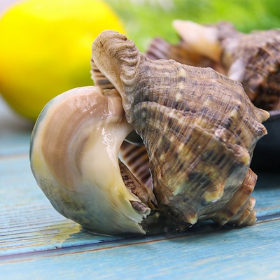 鲜活海鲜水产超大特大生猛贝类青岛特产响螺海螺