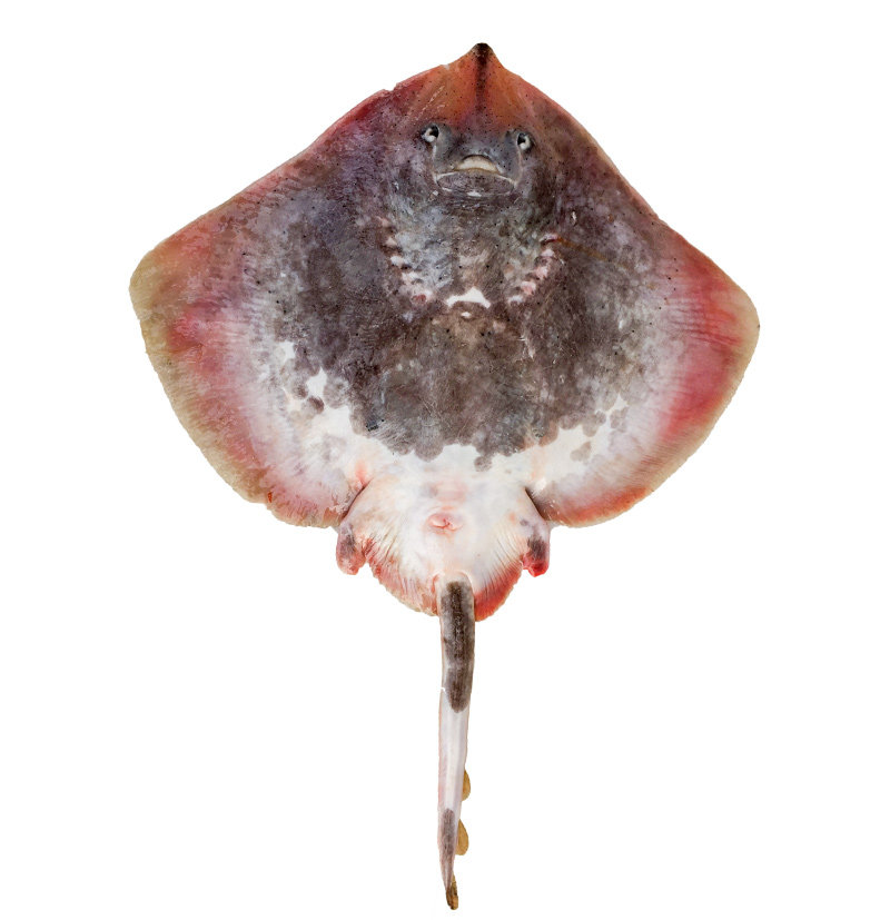 鲜鱼老板偏口捕海鱼海老头鱼鳐鱼蝶平鱼新鲜鲽鱼