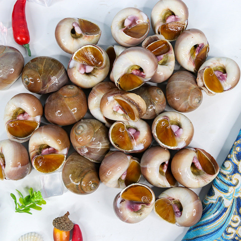 香螺鲜活1000g红岛小红小海螺肚脐螺扁玉螺猫眼海螺