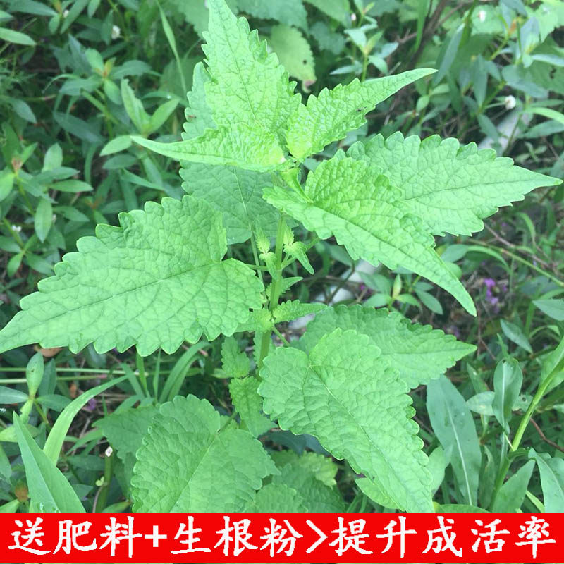 四川藿香苗鱼香苗中大苗新苗易成活土霍香苗盆栽花园带泥土发货