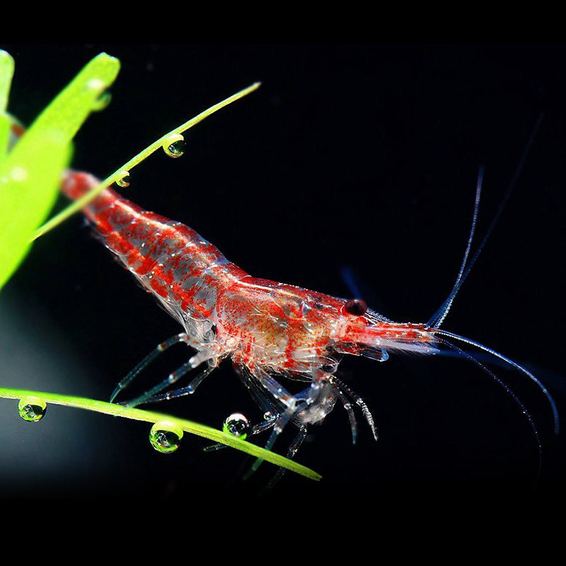 奇妙小屋海藻球微景观生态缸鱼缸桌面迷你水培植物小盆栽创意礼物