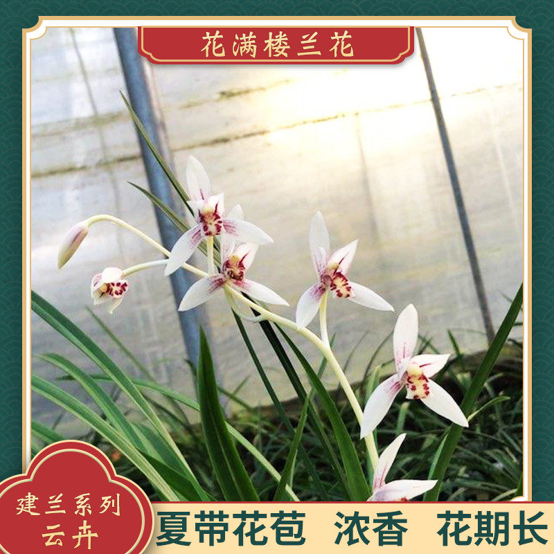 兰花花苗建兰四季兰云原生老种夏带花苞浓香时令草本花卉