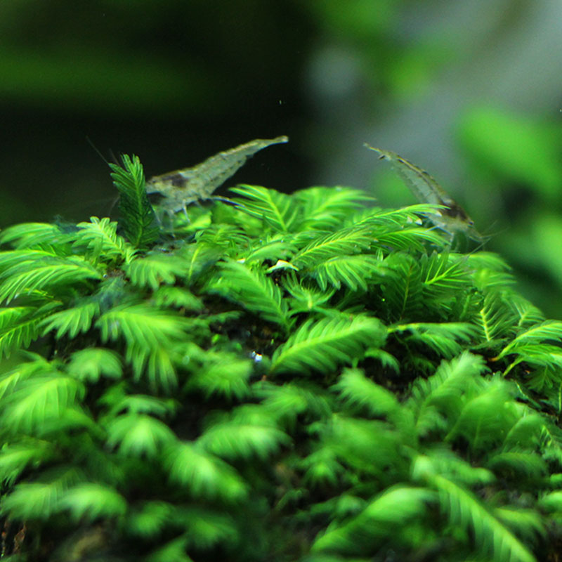 水族箱虾缸草缸定植火山石莫斯moss造景 凤尾苔莫斯包邮