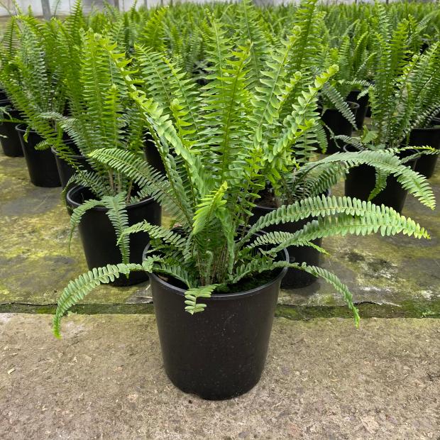 肾蕨长叶盆栽办公室绿植净化空气波斯顿植物花卉甲醛绿植