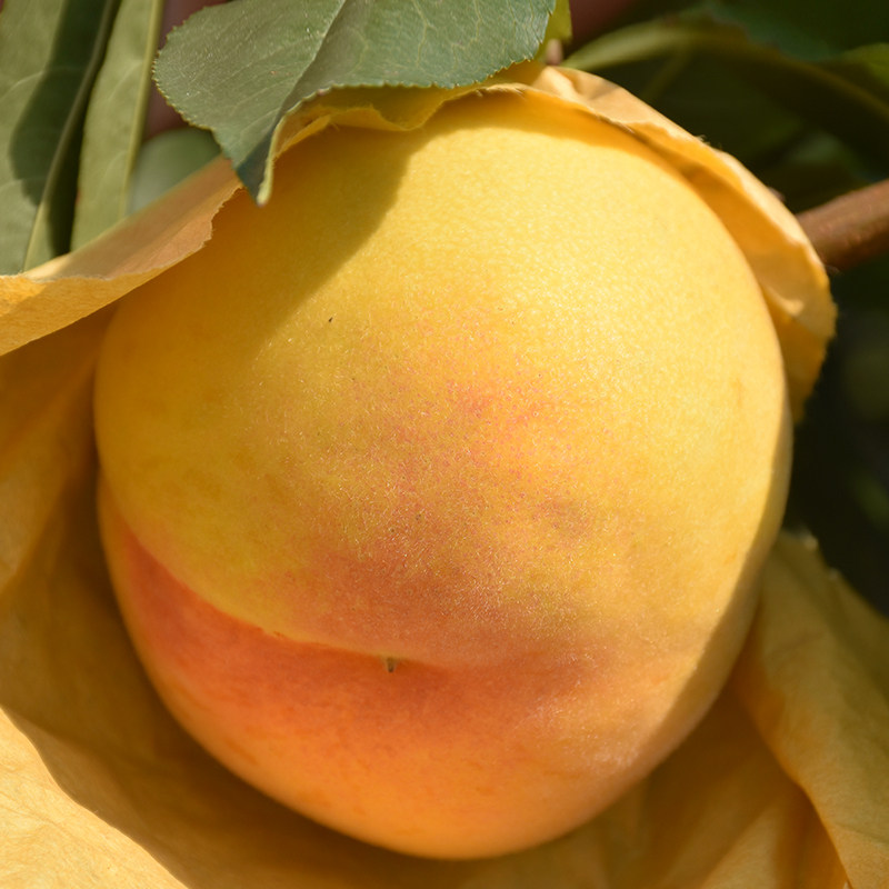阳山黄桃新鲜水果水蜜桃无锡6两左右8个礼盒装非嘉善锦绣品种