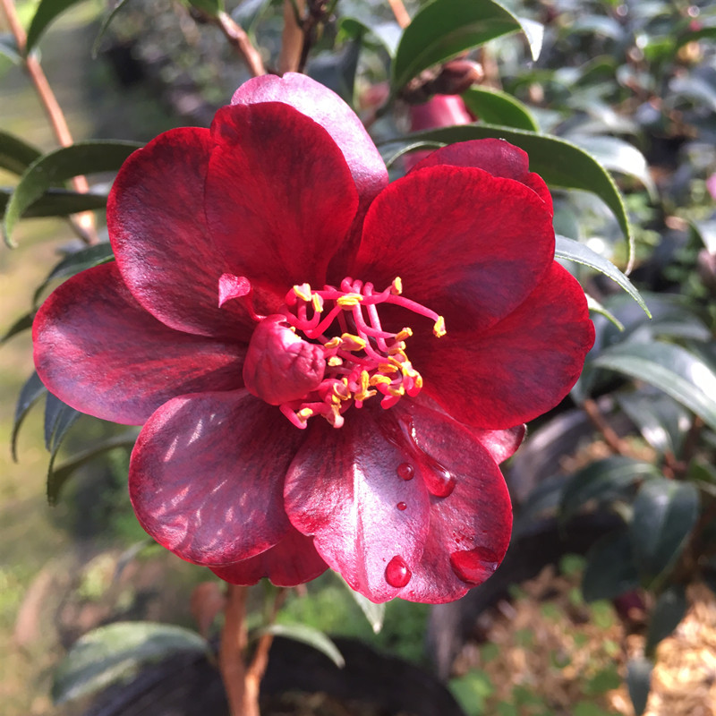 黑骑士山茶花庭院客厅阳台绿植盆栽名贵花卉龙岩时令草本花卉