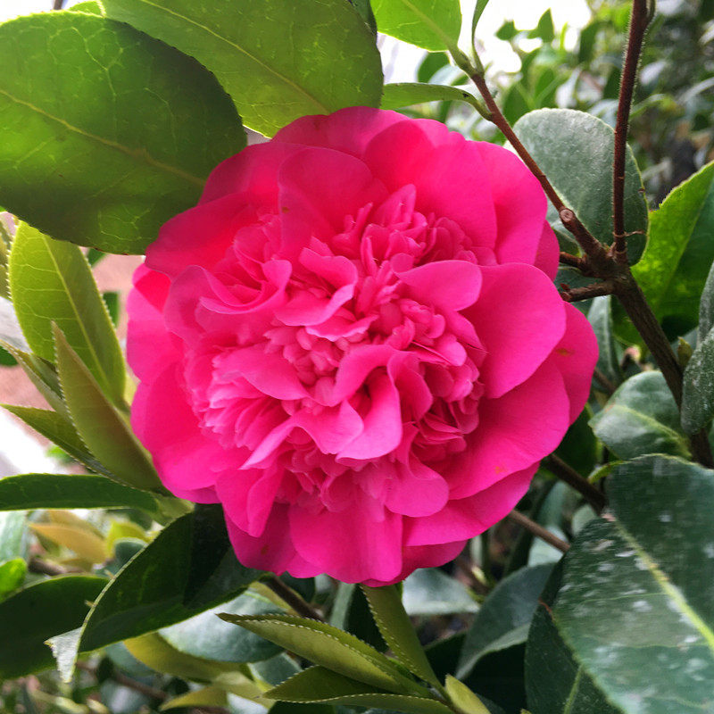 黛比新西兰冠军名贵茶花盆栽客厅庭院精品绿植时令草本花卉