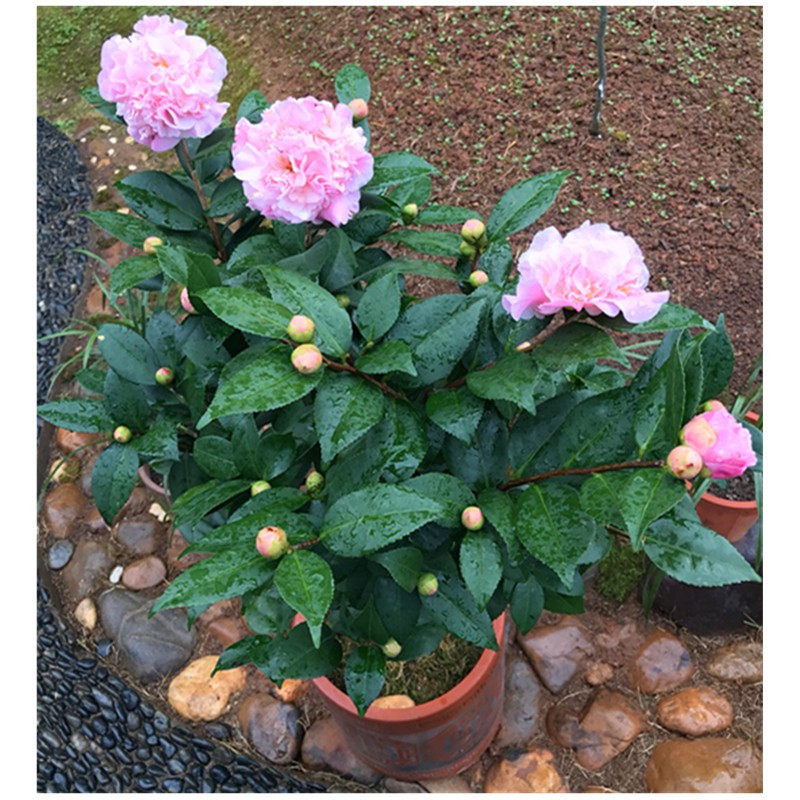 花卉盆栽千里香香香妃茶开花带浓香型室内庭院时令草本花卉