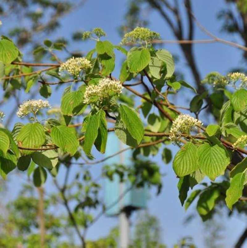 灯台树种子瑞女儿六角园林珍品行道树家具榨油家庭园艺种子