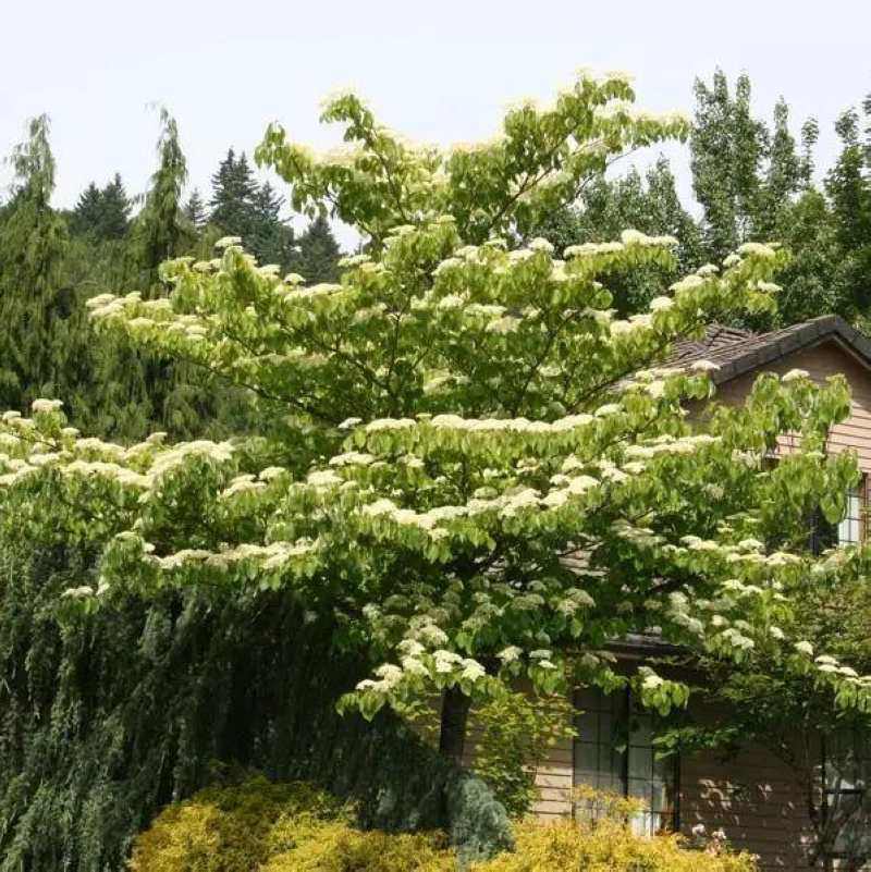 灯台树种子瑞女儿六角园林珍品行道树家具榨油家庭园艺种子