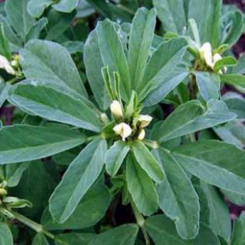 种子香豆中华香草香囊草种东北端午做香包2021家庭园艺种子