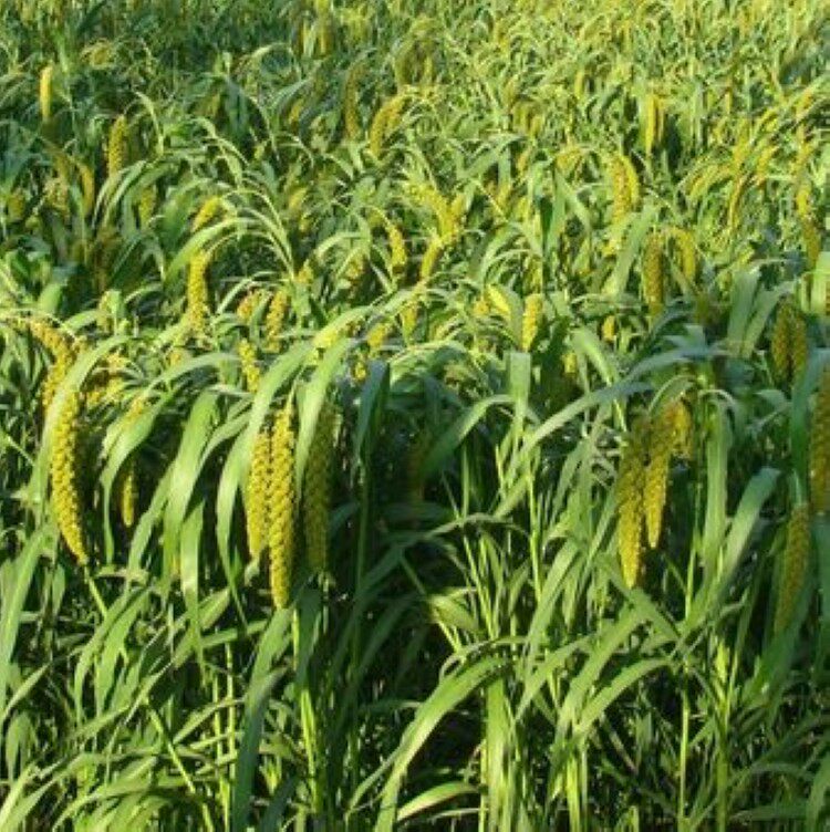 谷子种子散装小米黄谷子稷黍五谷杂粮绿宝宝千金谷家庭园艺种子