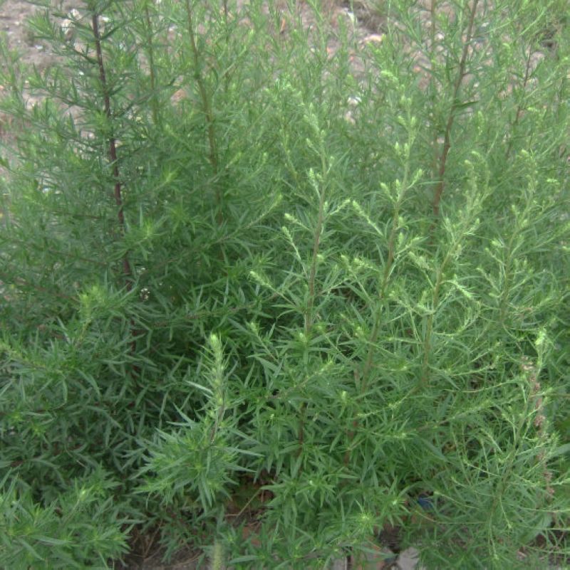 种子白蒿草蒿素香蒿草蒿黄花蒿邪茵陈种子观叶药材家庭园艺种子