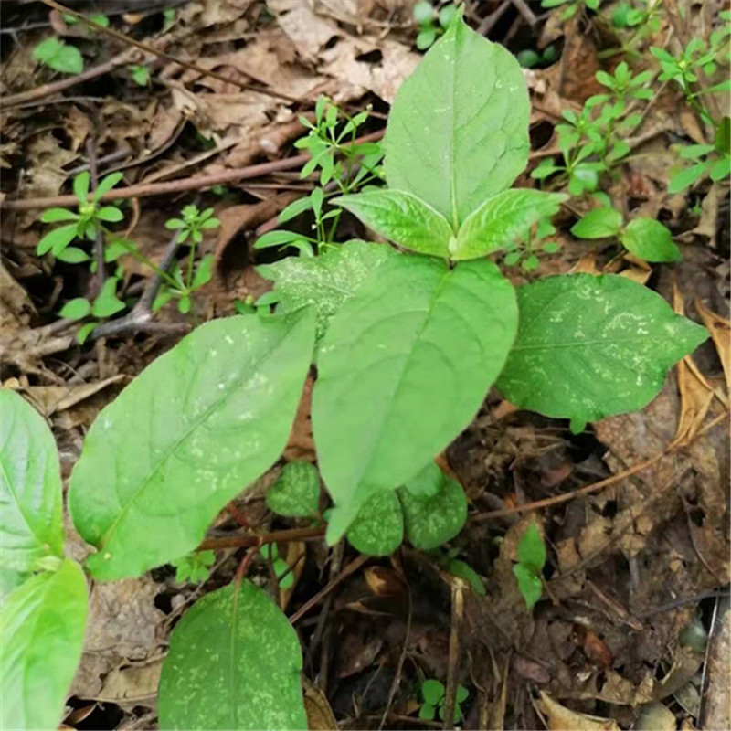 白牛膝的图片与功效图片