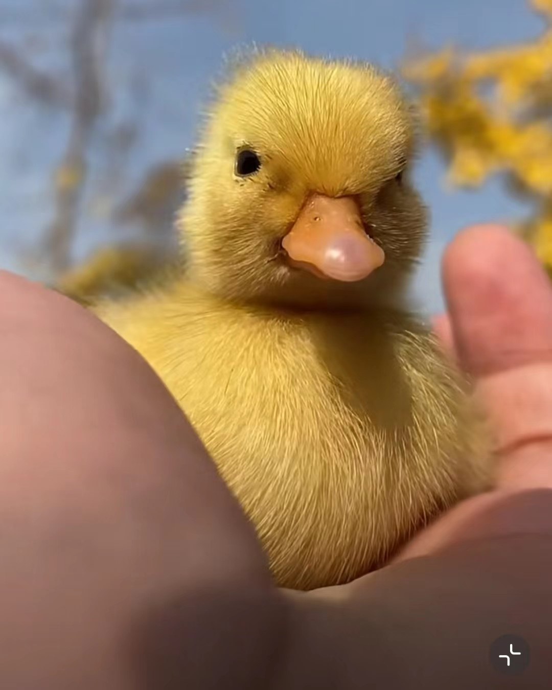 网红柯尔鸭活宠物鸭小动物科尔正宗青壮鸭幼鸟