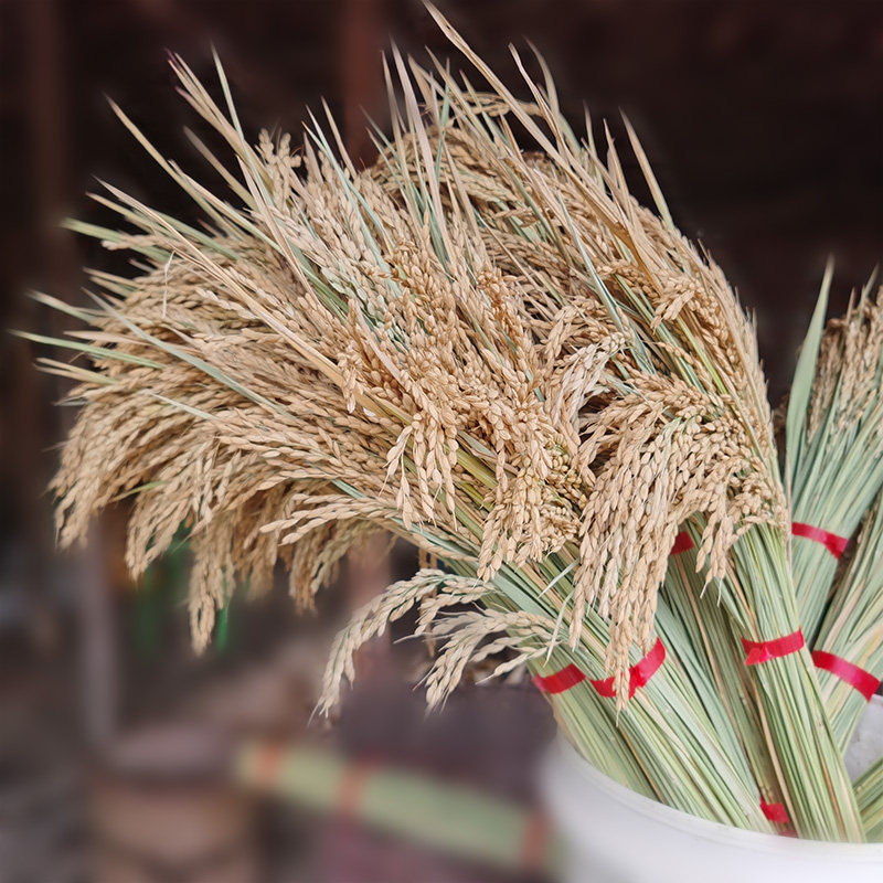 干花稻穗水稻真花花束装饰摆件带壳天然稻谷仿真花