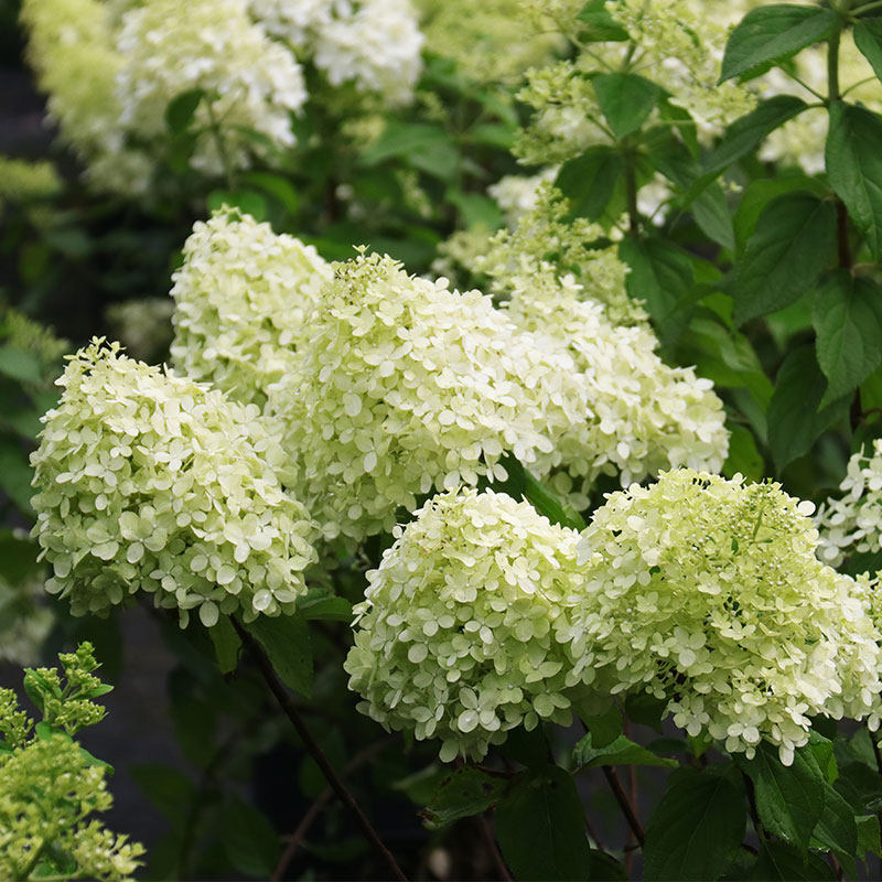 绣球圆锥北极熊木本八仙仙花阳台庭院花园观花花卉
